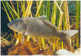 the common carp: an invasive species