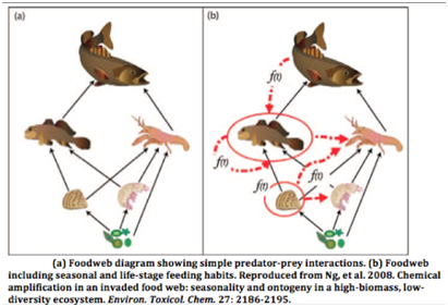 Food Web: predator prey interactions