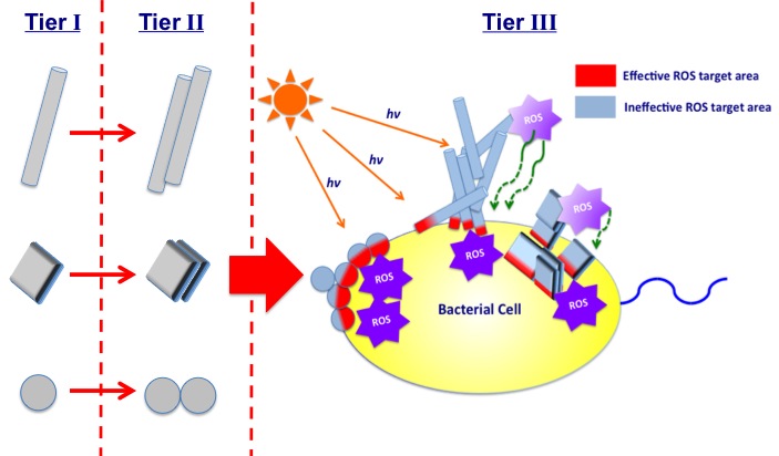 Interaction between TiO<sub>2</sub> and bacteria